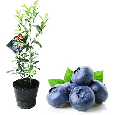 果樹の苗木3鉢セット Amazon.co.jp: シークワーサーの苗木 ミカンの果樹苗 7号 鉢